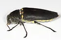 Hippomelas planicauda - Hippomelas planicauda