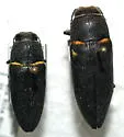 Hippomelas planicauda - photo 2