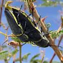 Hippomelas planicauda - photo 3