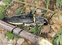 Hippomelas planicauda - photo 4