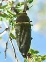 Hippomelas planicauda - photo 5