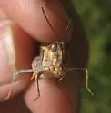 Hippopedon capito - photo 2