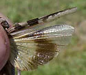 Hippopedon capito - photo 3