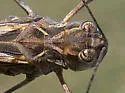 Hippopedon capito - photo 4