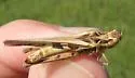 Rehn's slender grasshopper - photo 2