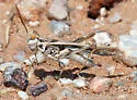 Rehn's slender grasshopper - photo 3