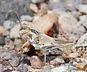 Rehn's slender grasshopper - photo 4