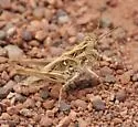 Rehn's slender grasshopper - photo 5