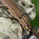 Hippopsis lemniscata - photo 2