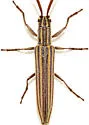 Hippopsis lemniscata - photo 3