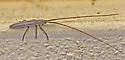 Hippopsis lemniscata - photo 4