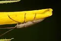 Hippopsis lemniscata - photo 5