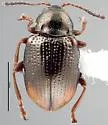 Hippuriphila canadensis