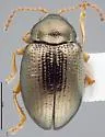 Hippuriphila equiseti