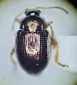 Hippuriphila equiseti - photo 2