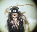 Hippuriphila equiseti - photo 3