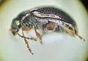Hippuriphila equiseti - photo 4