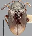 Hippuriphila mancula