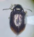 Hippuriphila mancula - photo 2