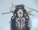 Hippuriphila mancula - photo 3
