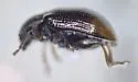 Hippuriphila mancula - photo 4