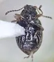 Hippuriphila mancula - photo 5