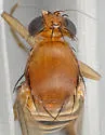 Hirotophora multiseriata - Hirotophora multiseriata