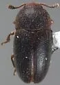 Hirsutotriplax mcclevei