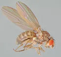 Hirtodrosophila alabamensis