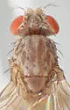 Hirtodrosophila alabamensis - photo 2