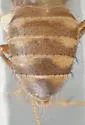 Hirtodrosophila alabamensis - photo 3