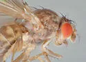 Hirtodrosophila alabamensis - photo 5