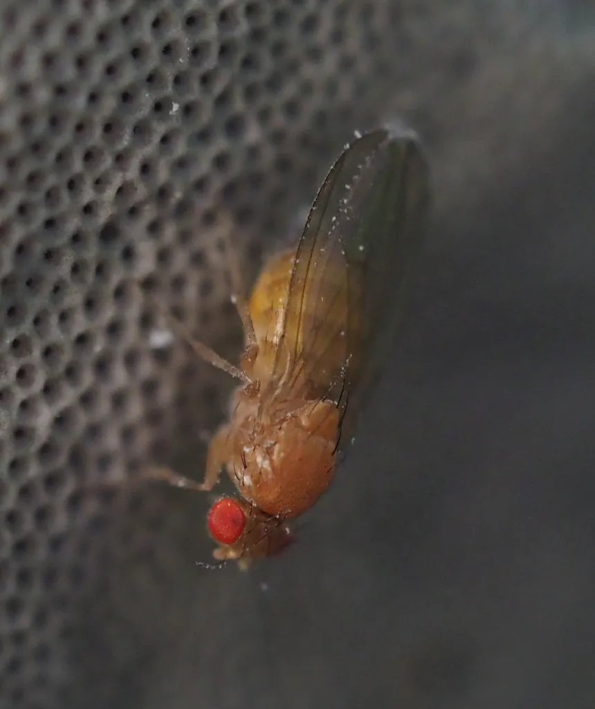 Hirtodrosophila confusa - photo 2