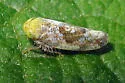 Hishimonus sellatus - photo 2