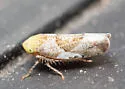 Hishimonus sellatus - photo 3