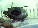 Hister abbreviatus