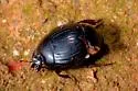 Hister abbreviatus - photo 3