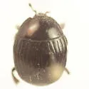 Hister abbreviatus - photo 4