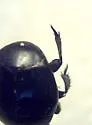 Hister depurator - photo 4