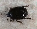 Hister humilis - photo 4