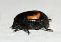 Hister lucanus - photo 2