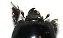 Hister lucanus - photo 3