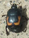Hister lucanus - photo 4