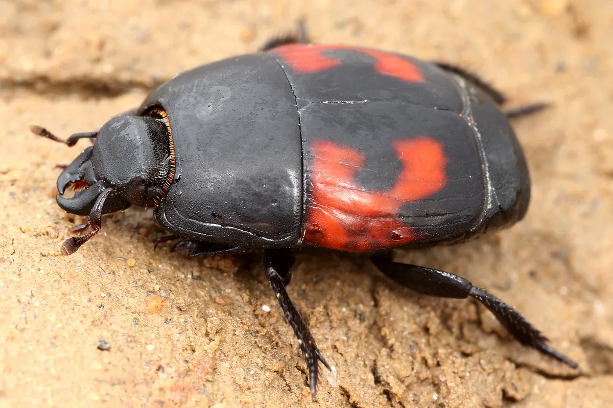 Hister quadrimaculatus - photo 3