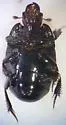 Hister sarcinatus - photo 2