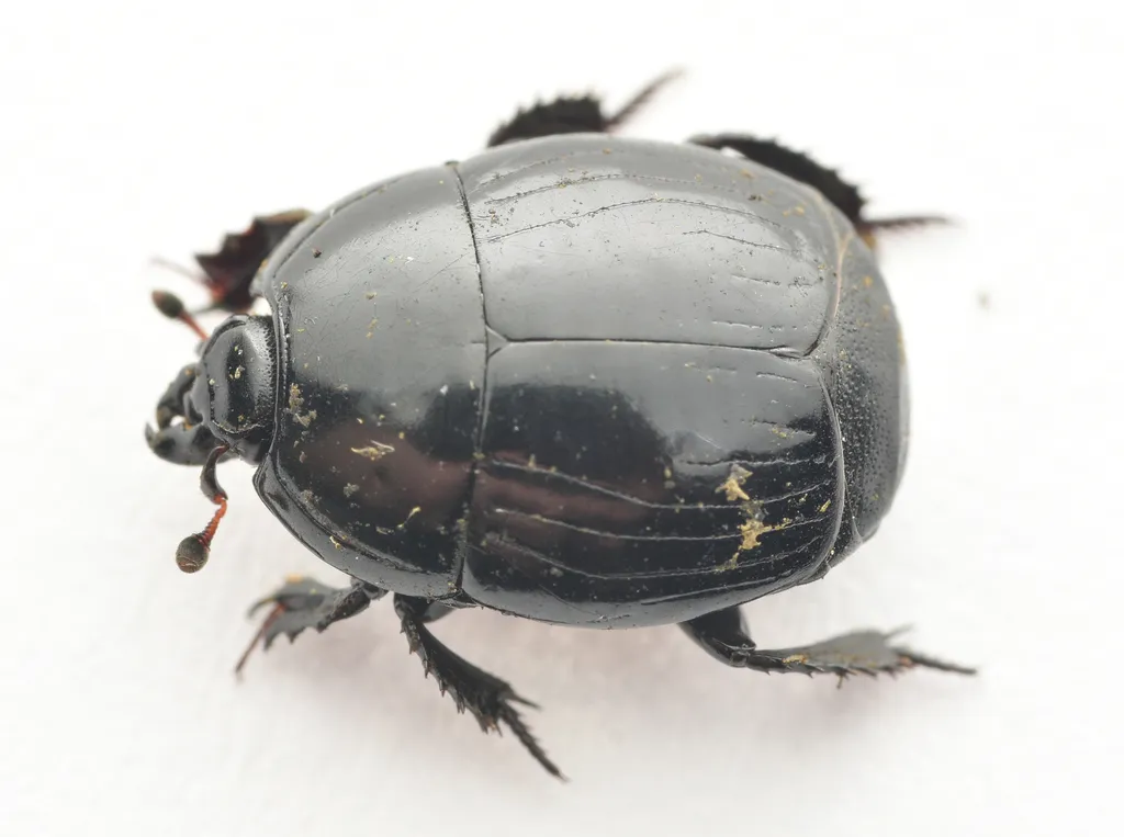 Hister unicolor - photo 2