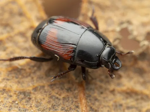Clown Beetles - Histeridae