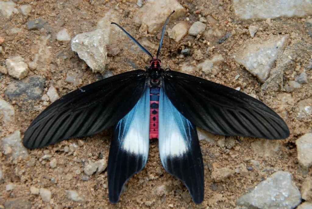 Histia flabellicornis - photo 2