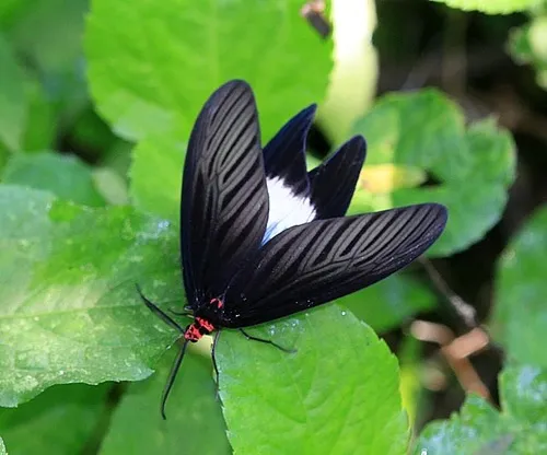 Histia flabellicornis - photo 4