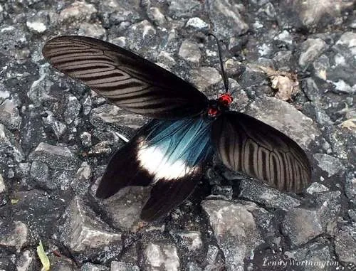 Histia flabellicornis - photo 5